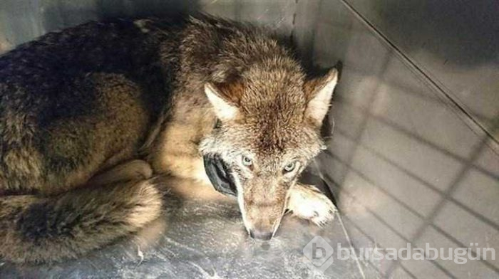 Donmuş gölden kurtardıkları köpek kurt çıktı!