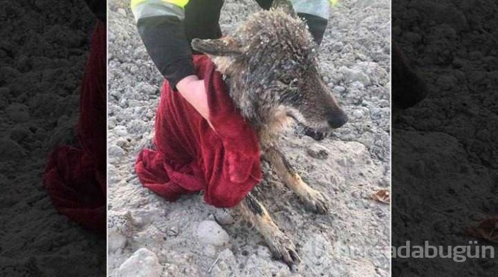 Donmuş gölden kurtardıkları köpek kurt çıktı!