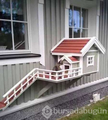 Hayvanları için herşeyi yapan insanlar...
