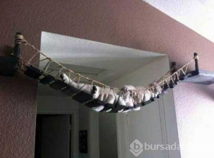 Hayvanları için herşeyi yapan insanlar...