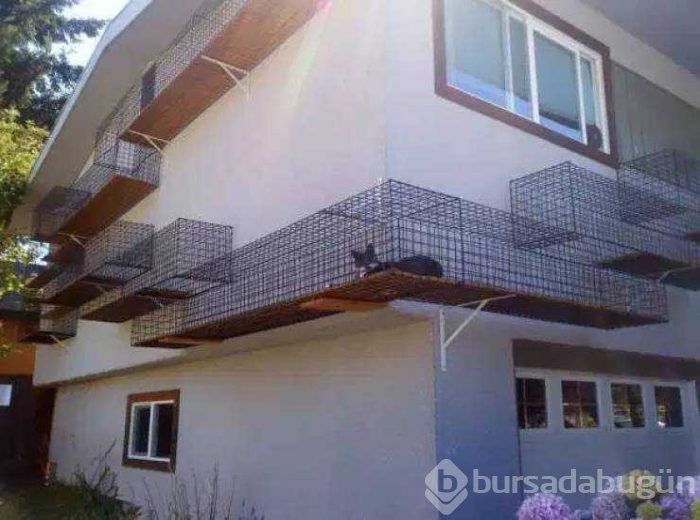 Hayvanları için herşeyi yapan insanlar...