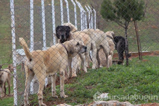 Şanlıurfa'da 'Guregh' köpeği 100 bin liraya satılıyor
