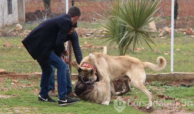 Şanlıurfa'da 'Guregh' köpeği 100 bin liraya satılıyor
