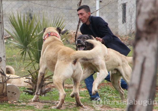 Şanlıurfa'da 'Guregh' köpeği 100 bin liraya satılıyor
