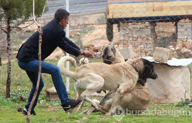 Şanlıurfa'da 'Guregh' köpeği 100 bin liraya satılıyor
