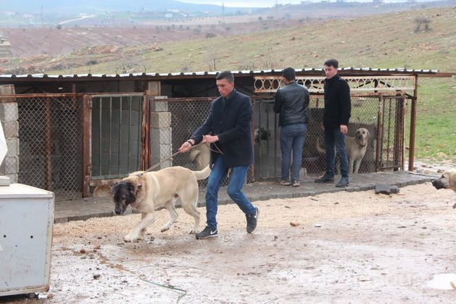 Şanlıurfa'da 'Guregh' köpeği 100 bin liraya satılıyor
