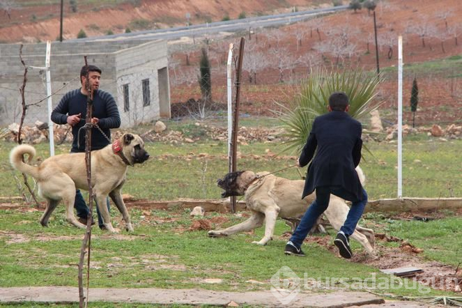 Şanlıurfa'da 'Guregh' köpeği 100 bin liraya satılıyor

