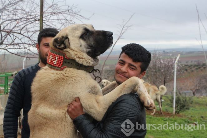 Şanlıurfa'da 'Guregh' köpeği 100 bin liraya satılıyor
