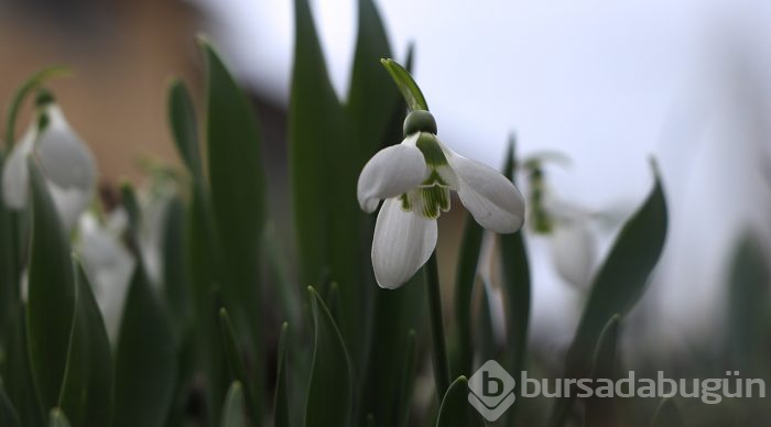 Dumlugöze'nin kardelenleri için yeni pazar aranıyor
