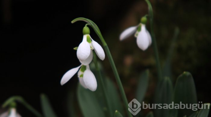Dumlugöze'nin kardelenleri için yeni pazar aranıyor
