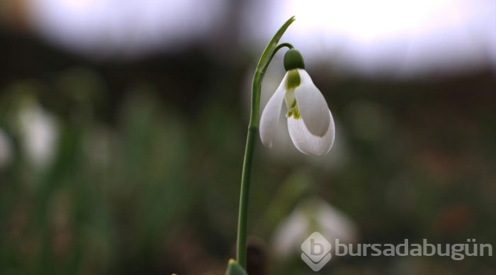 Dumlugöze'nin kardelenleri için yeni pazar aranıyor
