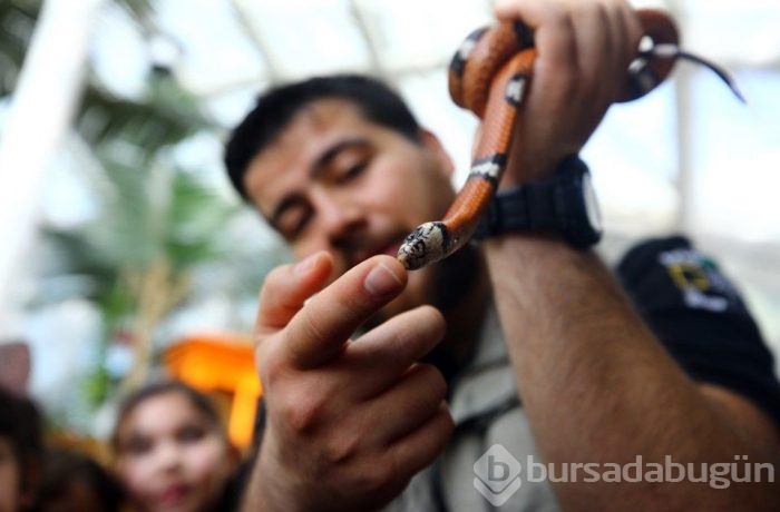 Tropikal bahçenin renkli misafirleri (Konya Tropikal Kelebek Bahçesi)