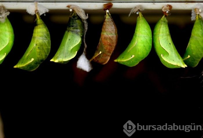 Tropikal bahçenin renkli misafirleri (Konya Tropikal Kelebek Bahçesi)