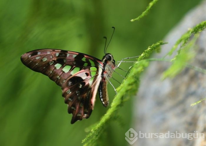 Tropikal bahçenin renkli misafirleri (Konya Tropikal Kelebek Bahçesi)