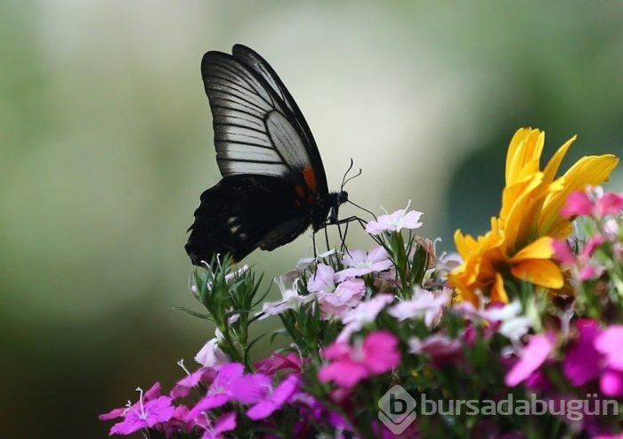 Tropikal bahçenin renkli misafirleri (Konya Tropikal Kelebek Bahçesi)