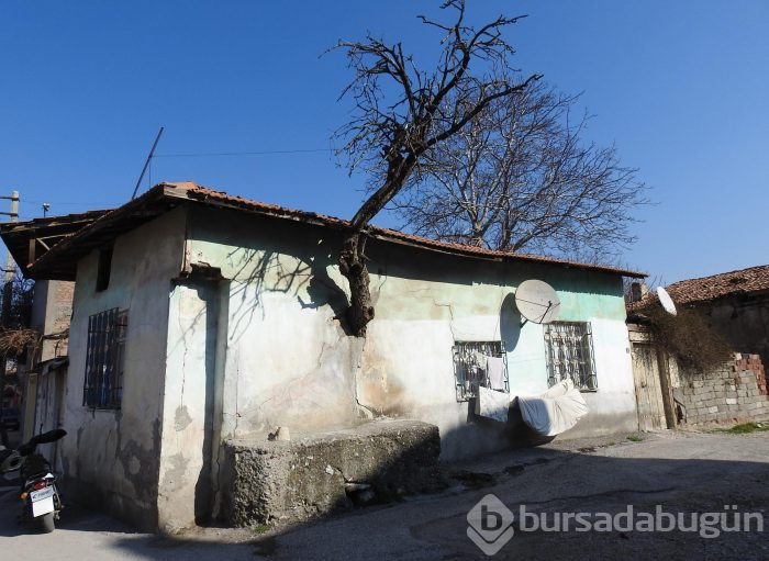 Yer: Çorum... Duvardan çıkan ağaç görenleri şaşırtıyor
