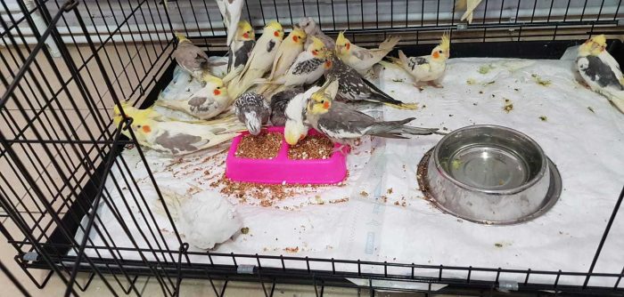 Kapıkule Sınır Kapısı'nda kaçak olarak sokulmak istenen papağanlar ele geçirildi

