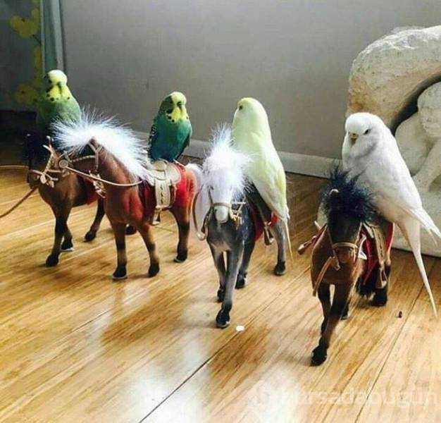Günün en çok paylaşılan fotoğrafları (08.03.2019)