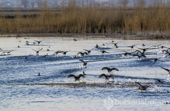 Ağrı Dağı'ndaki eşsiz güzellik: Sakar meke