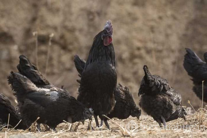 Eti, kemiği ve iç organlarına kadar her yeri siyah
