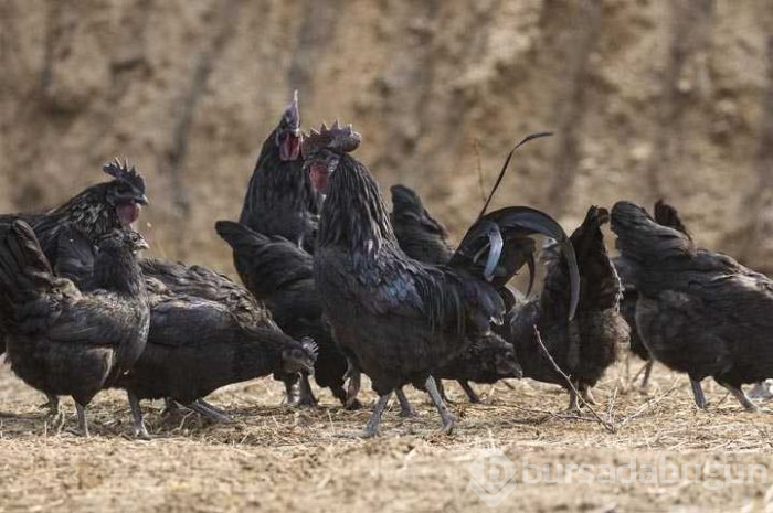 Eti, kemiği ve iç organlarına kadar her yeri siyah
