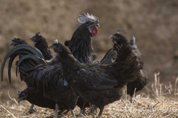 Eti, kemiği ve iç organlarına kadar her yeri siyah
