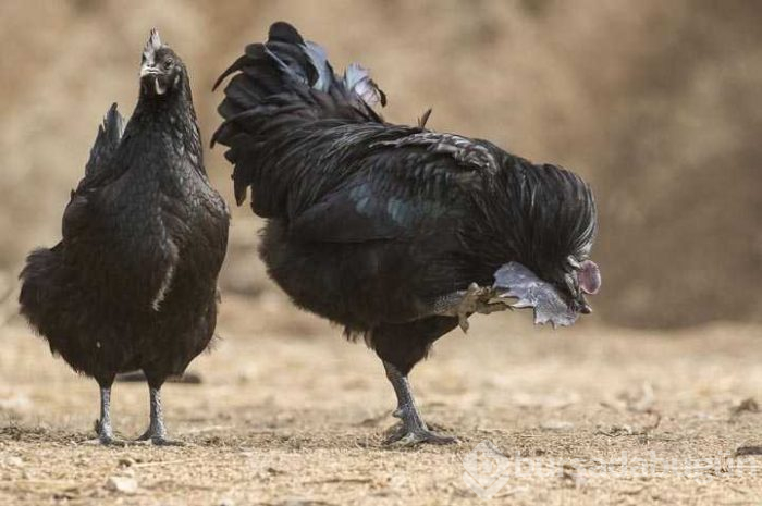 Eti, kemiği ve iç organlarına kadar her yeri siyah
