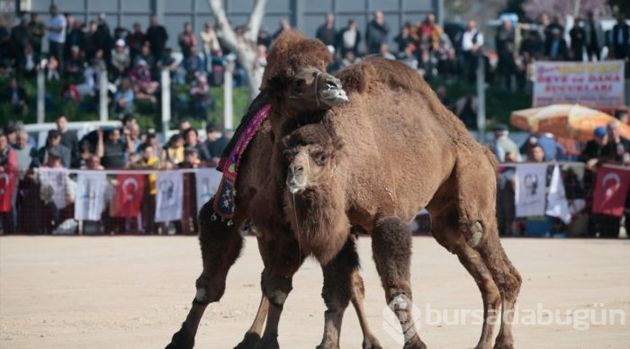 İzmir'de deve güreşi festivali
