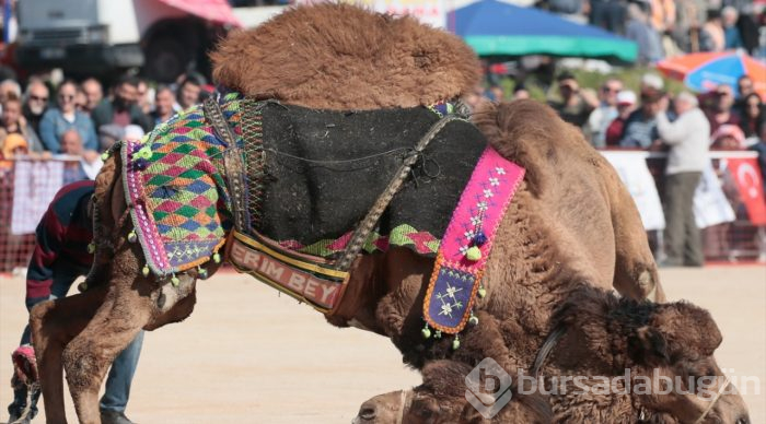 İzmir'de deve güreşi festivali
