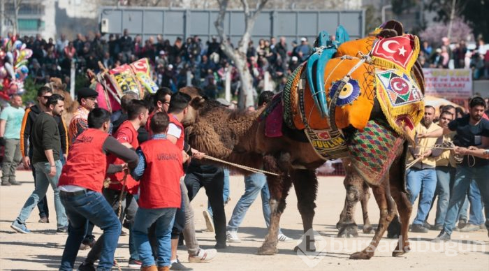 İzmir'de deve güreşi festivali
