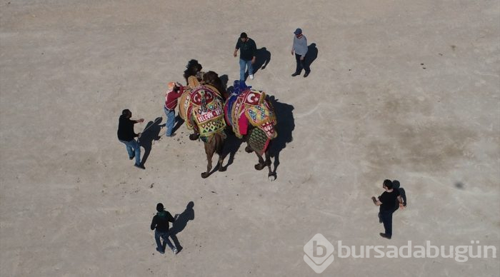 İzmir'de deve güreşi festivali
