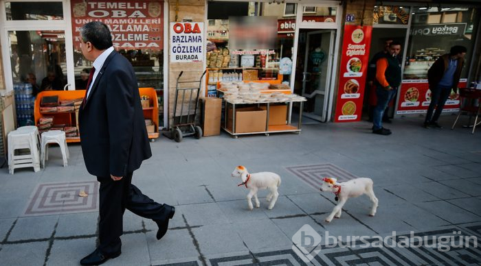İkiz kuzulara "bebek gibi" bakıyor
