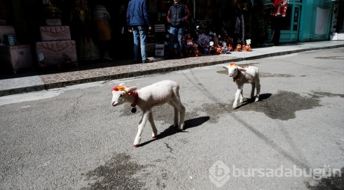 İkiz kuzulara "bebek gibi" bakıyor

