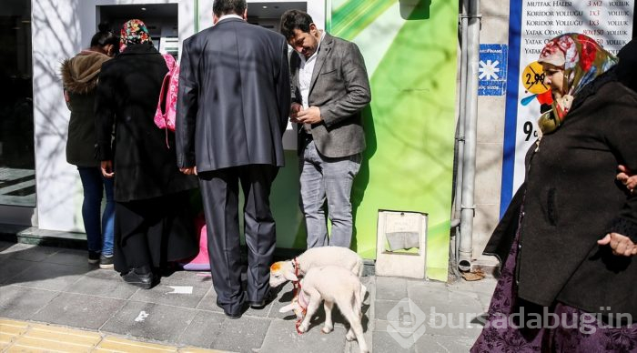 İkiz kuzulara "bebek gibi" bakıyor
