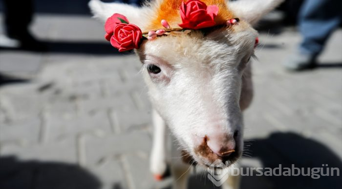 İkiz kuzulara "bebek gibi" bakıyor
