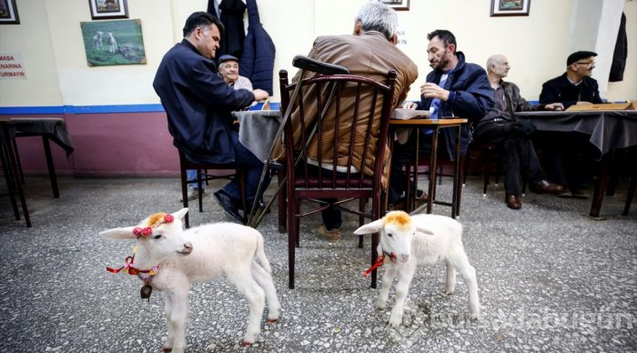 İkiz kuzulara "bebek gibi" bakıyor
