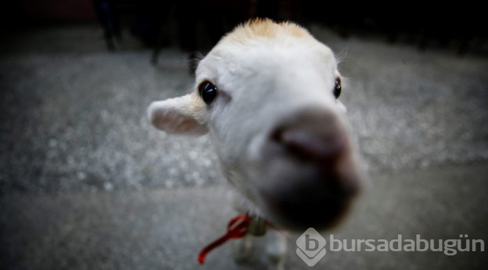 İkiz kuzulara "bebek gibi" bakıyor
