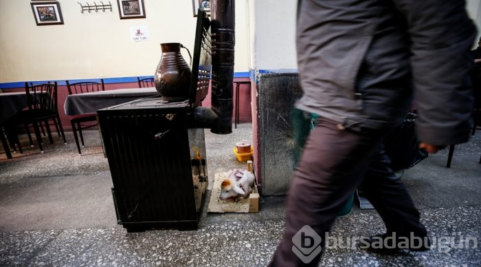 İkiz kuzulara "bebek gibi" bakıyor
