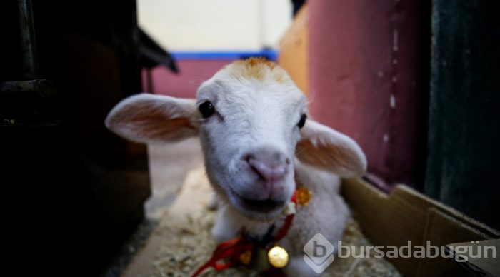 İkiz kuzulara "bebek gibi" bakıyor
