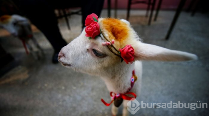 İkiz kuzulara "bebek gibi" bakıyor
