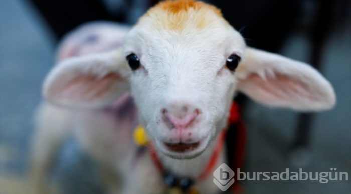 İkiz kuzulara "bebek gibi" bakıyor
