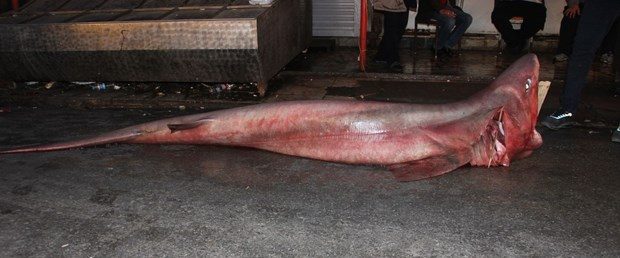 Mersin'de 4 metre uzunluğunda köpek balığı yakalandı