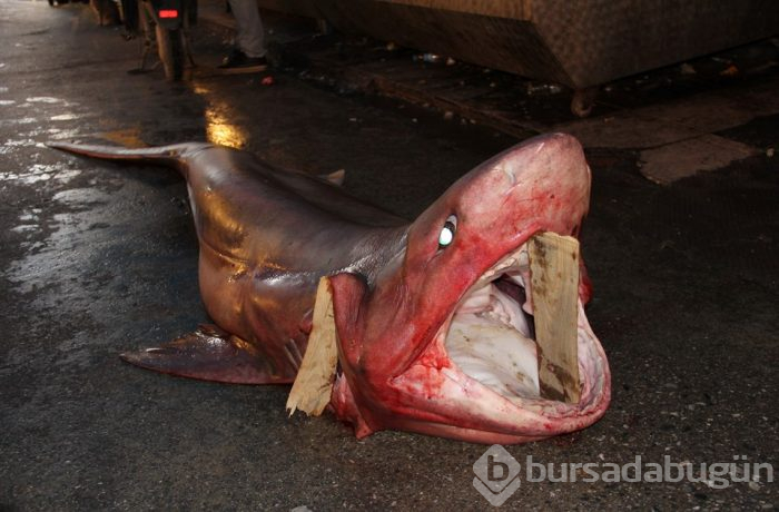 Mersin'de 4 metre uzunluğunda köpek balığı yakalandı