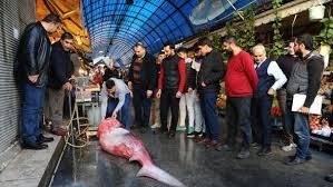 Mersin'de 4 metre uzunluğunda köpek balığı yakalandı