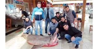 Mersin'de 4 metre uzunluğunda köpek balığı yakalandı