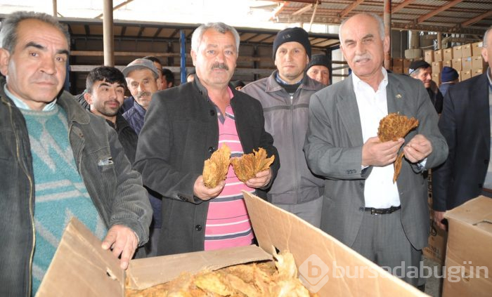 Bafra'da tütün alımları başladı
