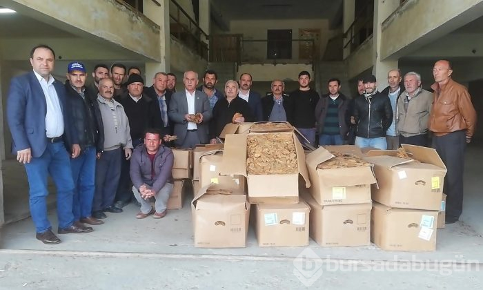 Bafra'da tütün alımları başladı
