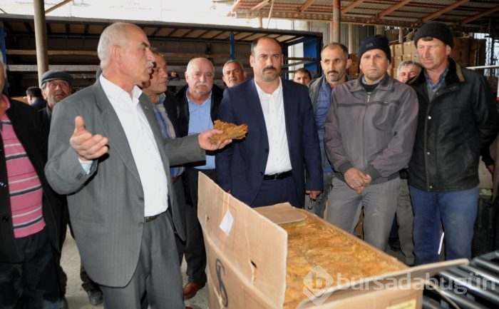 Bafra'da tütün alımları başladı
