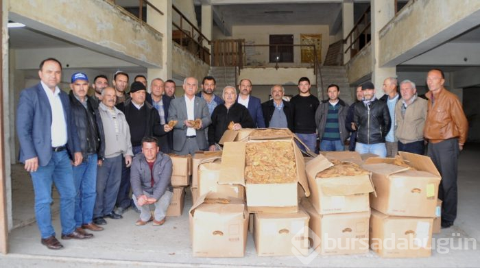 Bafra'da tütün alımları başladı
