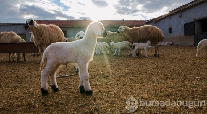 Konya'da üreticinin ağılında "mart" bereketi
